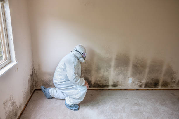 Best Water Damage & Mold Remediation  in Napervle, IL